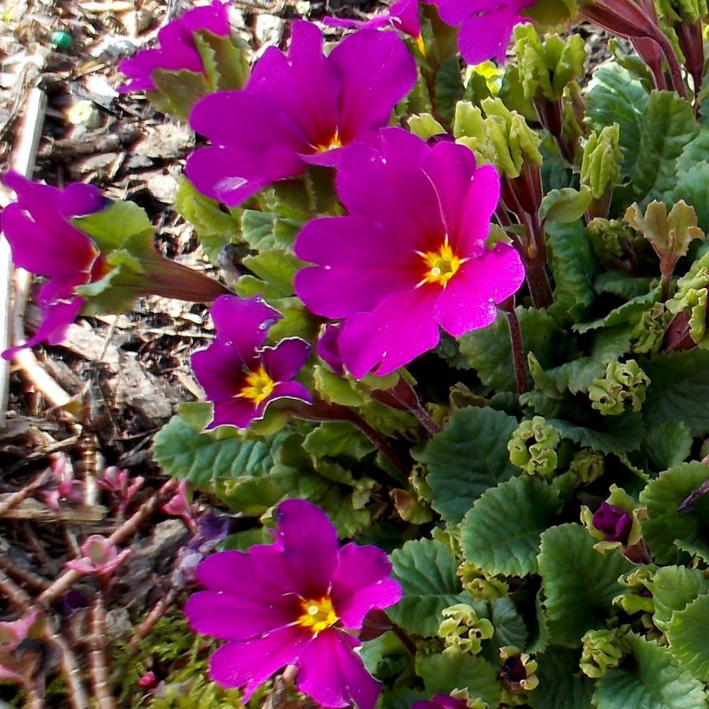 Primula juliae Wanda - Primel