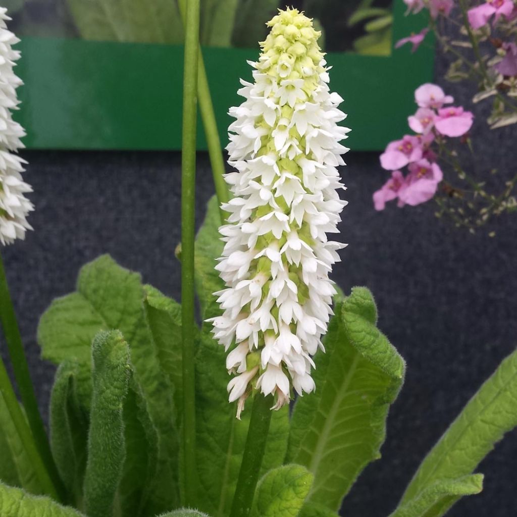 Primula vialii Alison Holland - Primel
