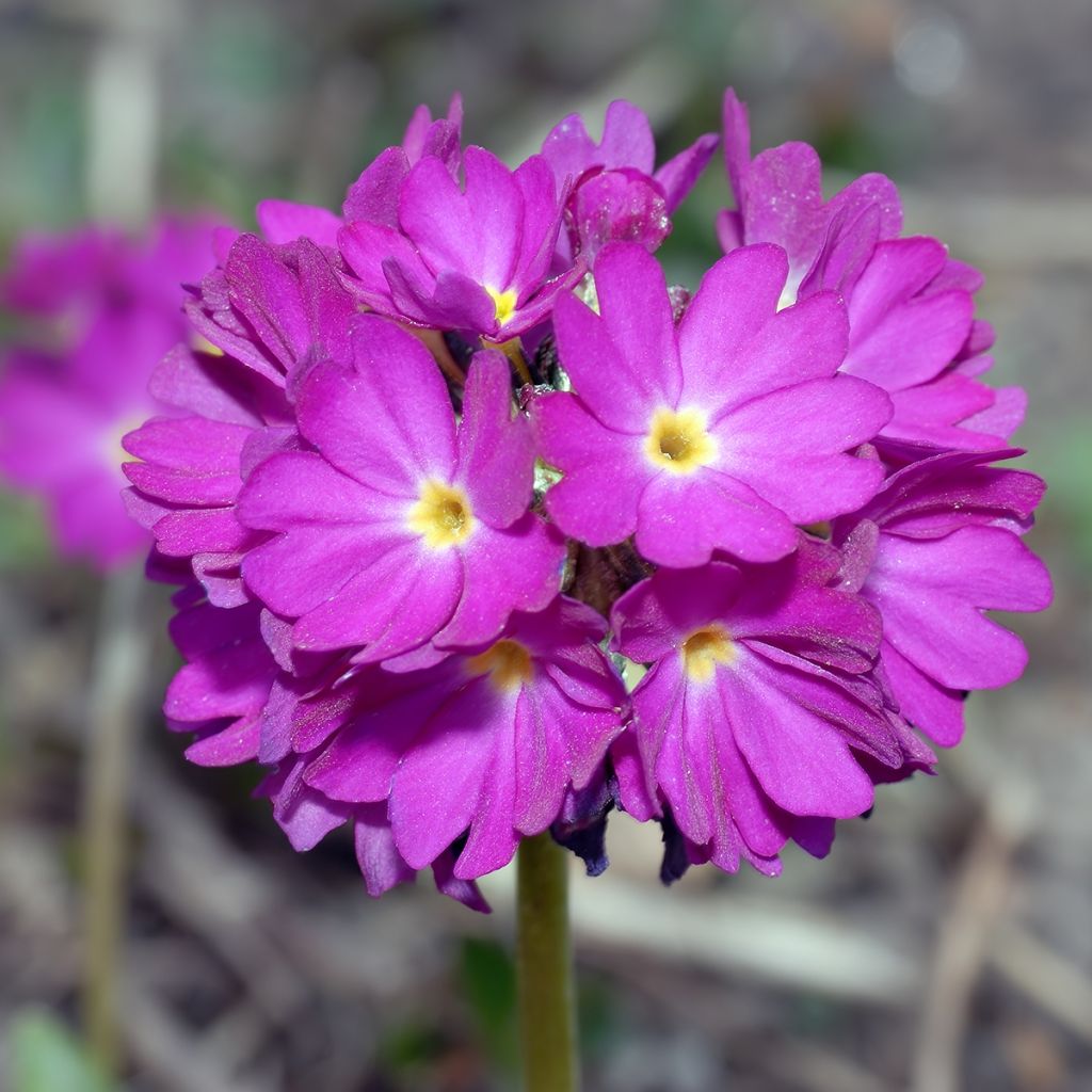 Primevère Prom Deep Rose - Primula denticulata