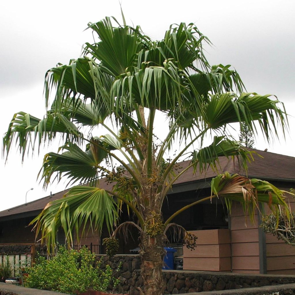 Pritchardia remota