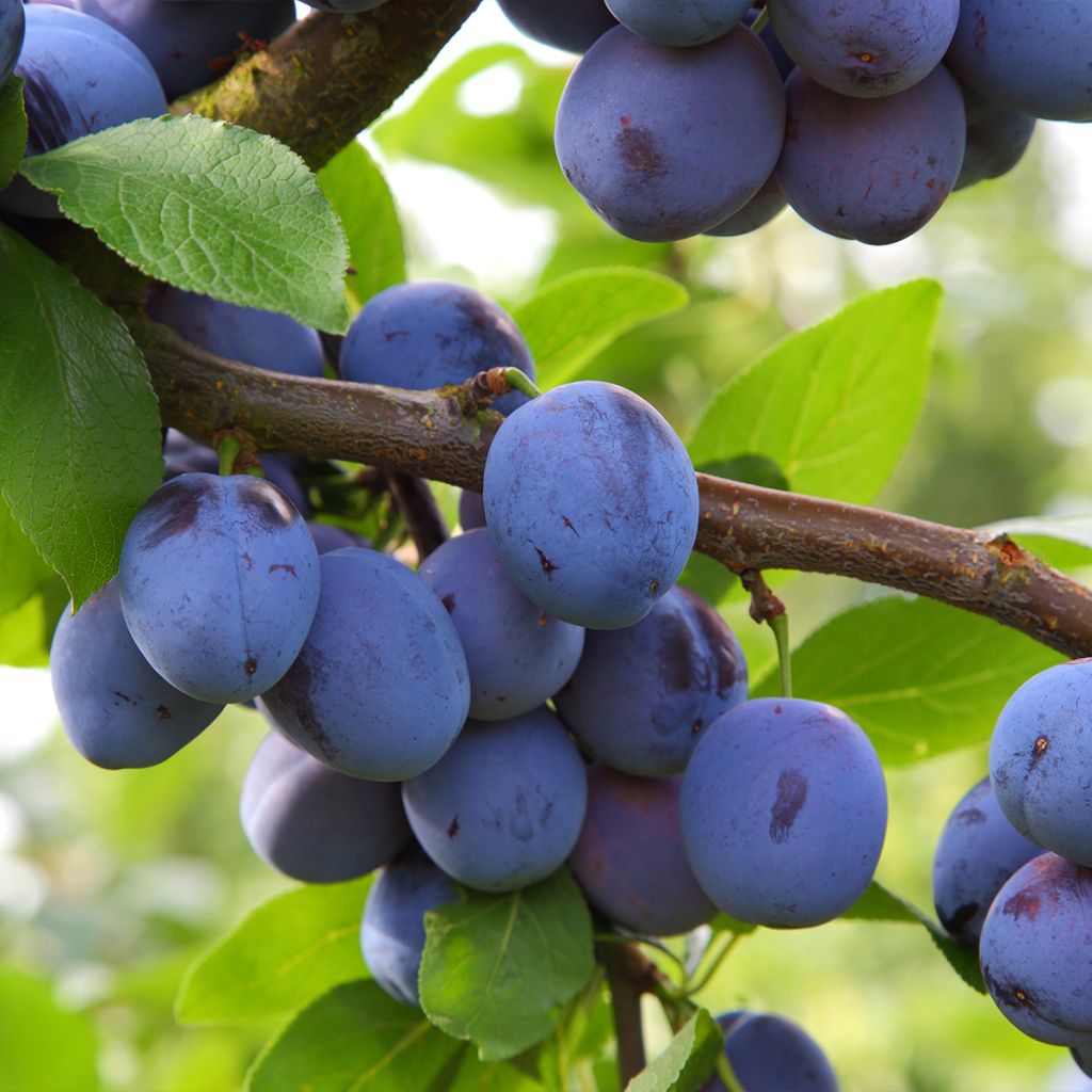 Pflaume Mirablue - Prunus domestica