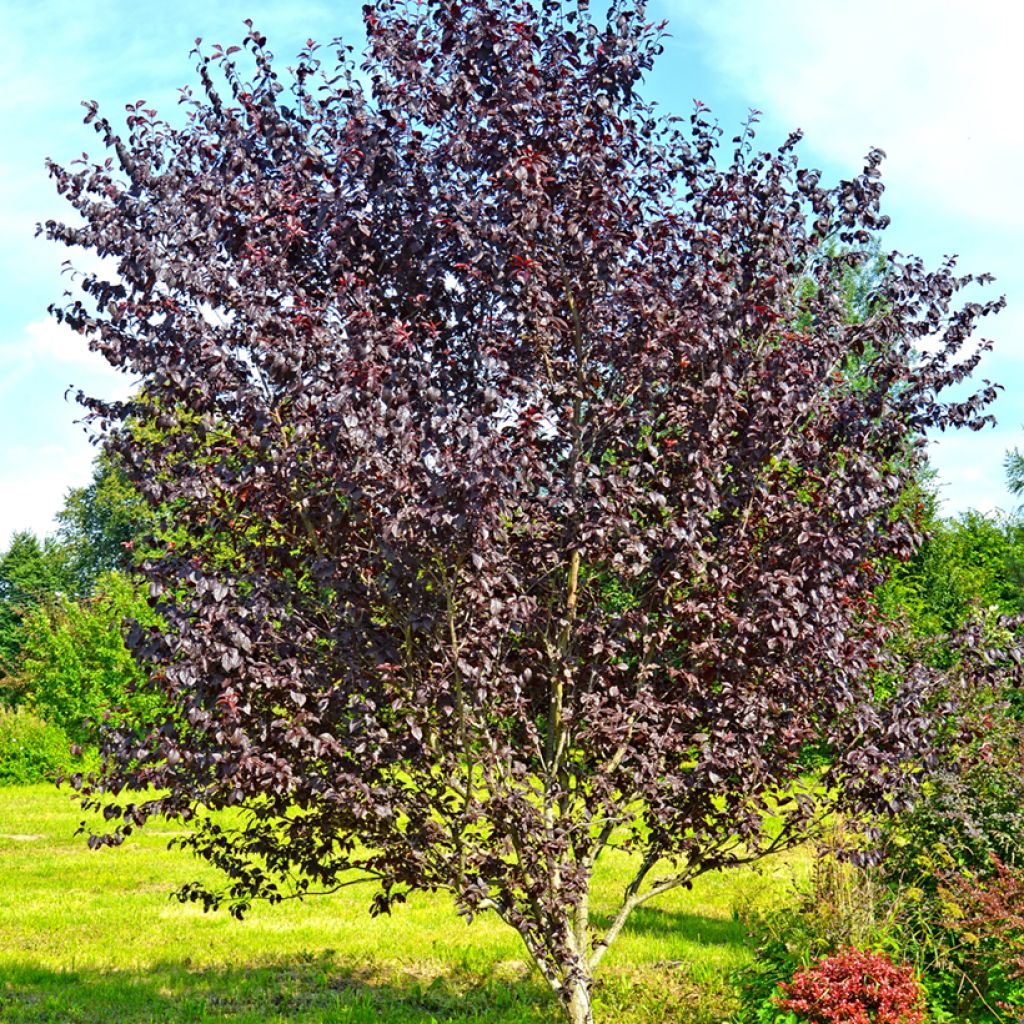 Prunier myrobolan - Prunus cerasifera Pissardii