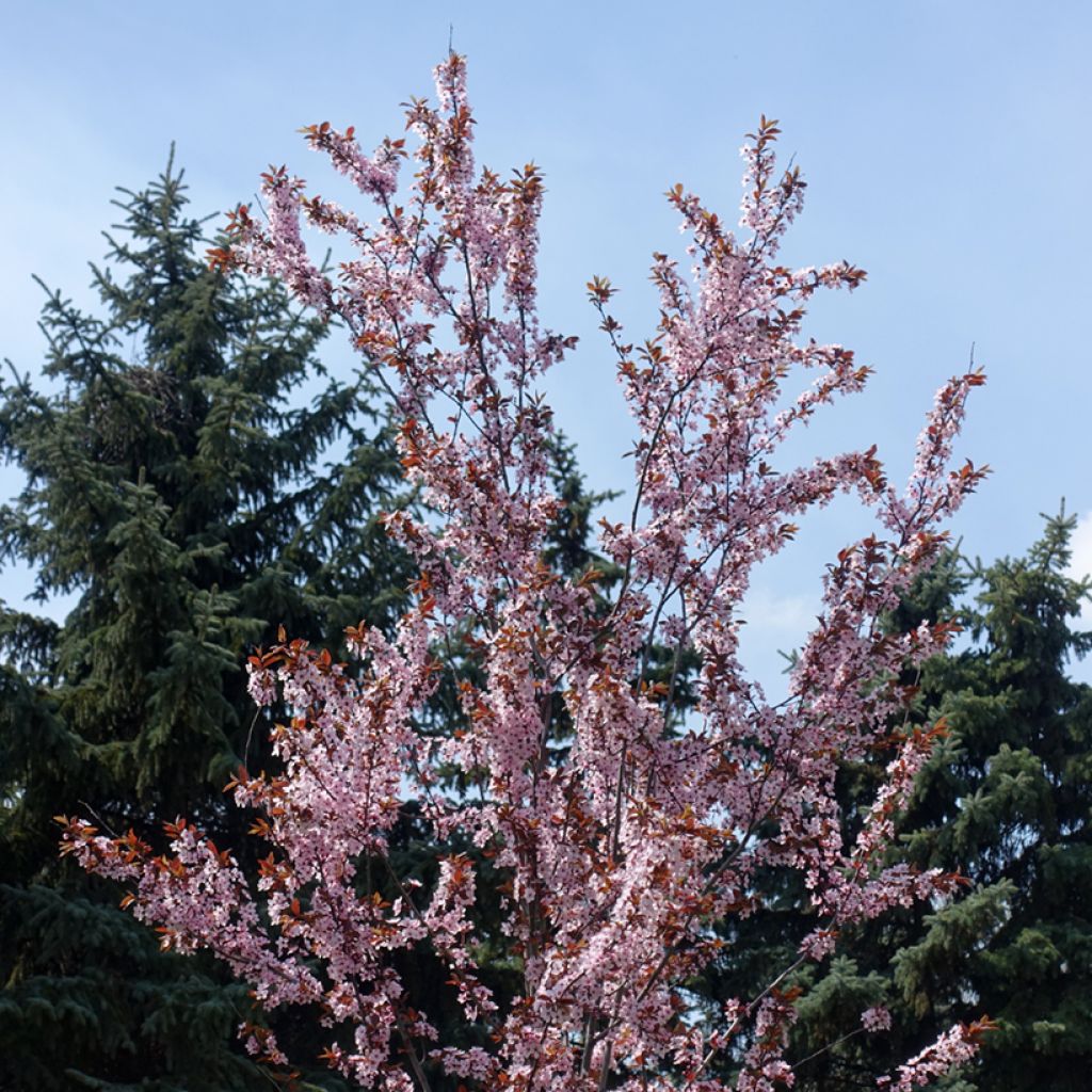 Prunier myrobolan - Prunus cerasifera Pissardii