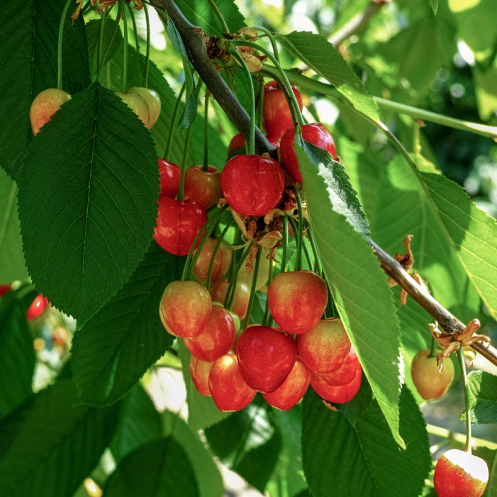 Büttners Rote Knorpelkirsche - Prunus avium