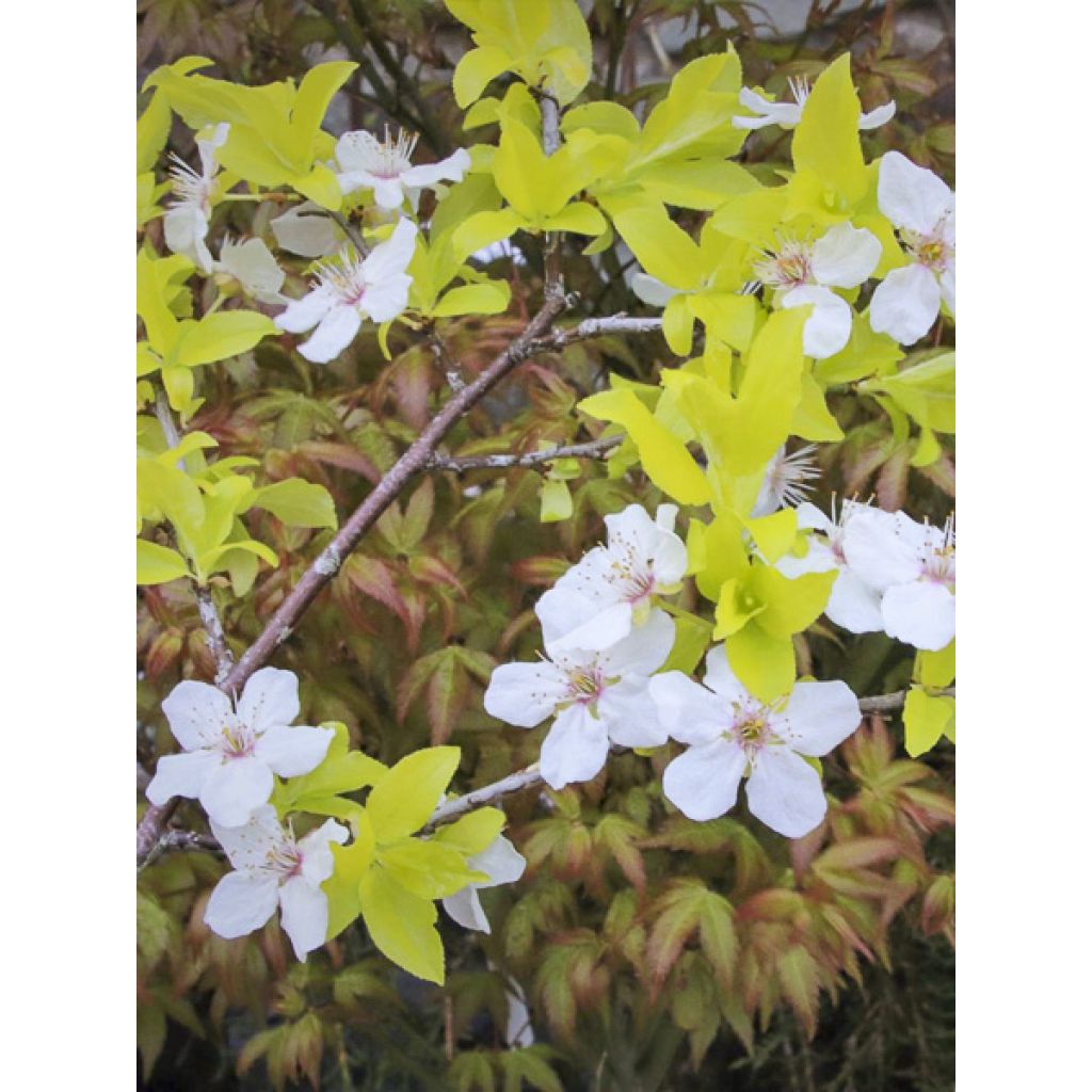 Prunier à fleurs - Prunus cerasifera Złoty Obłok