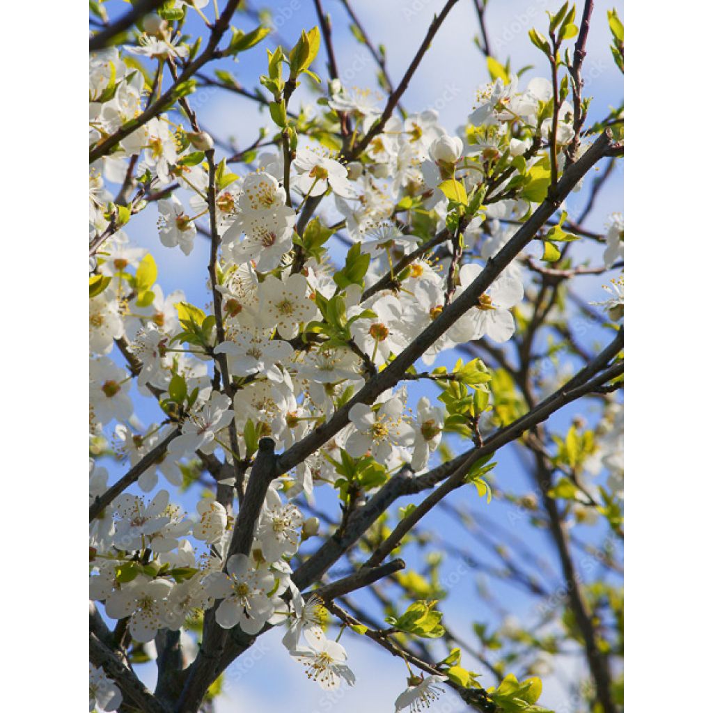 Prunier à fleurs - Prunus cerasifera Złoty Obłok