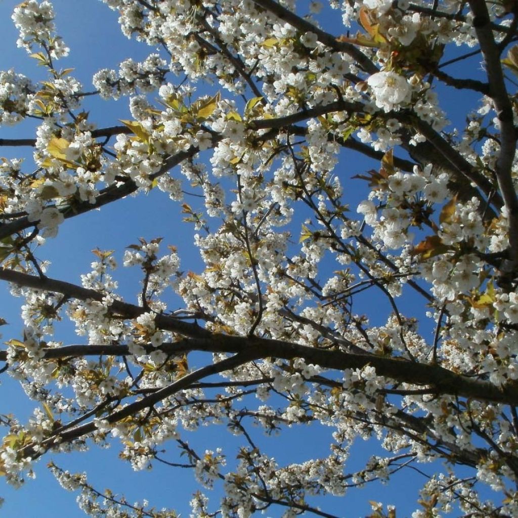 Cerisier Anglaise Hâtive - Prunus cerasus
