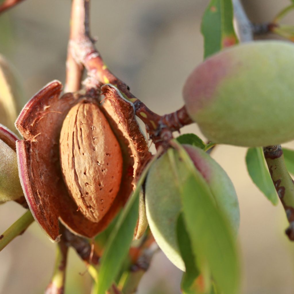 Mandelbaum Desmayo Largueta - Prunus dulcis
