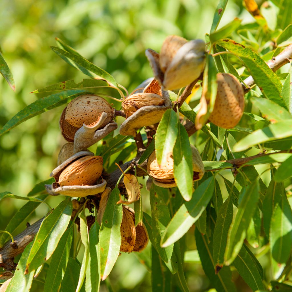 Mandelbaum Marcona - Prunus dulcis