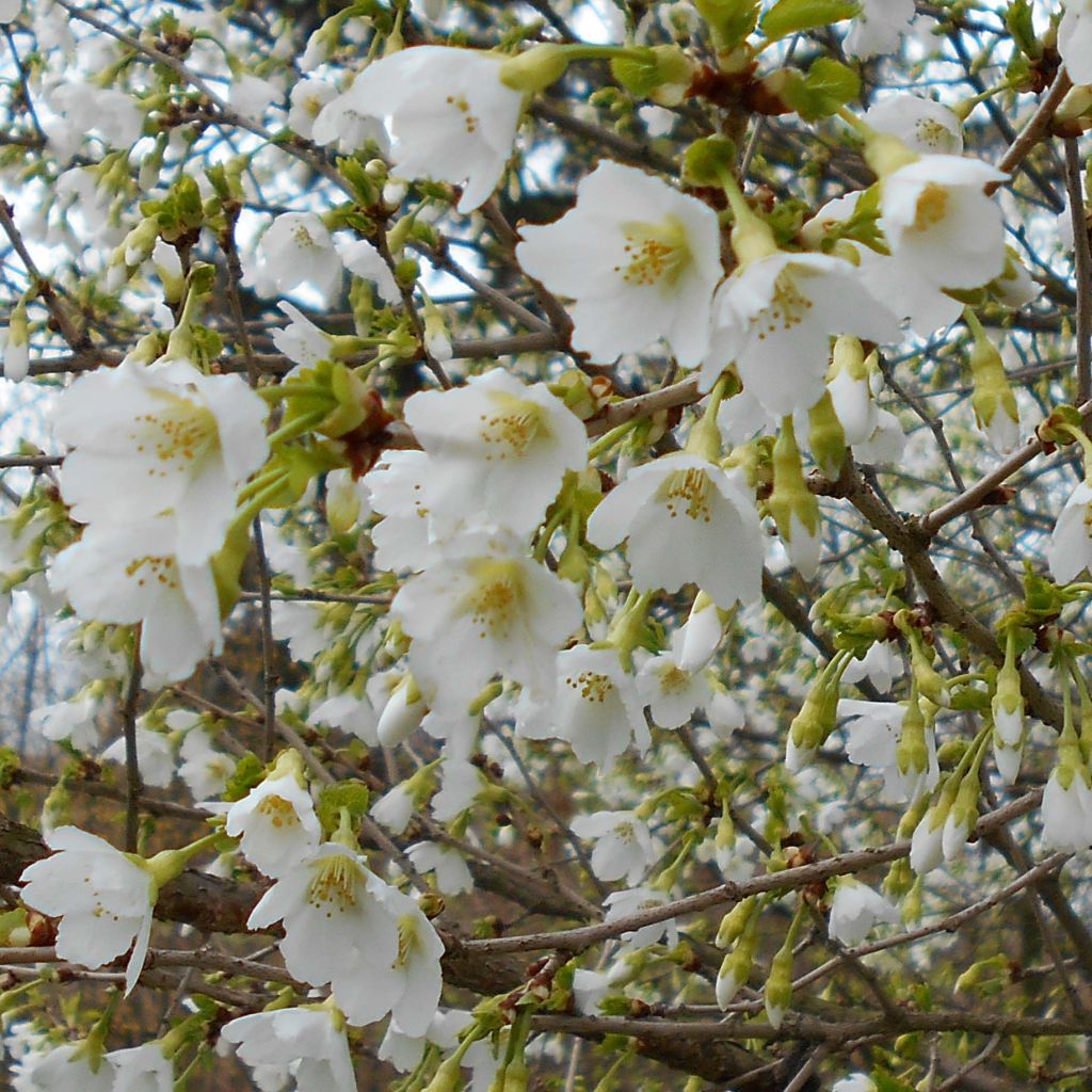 Fuji-Kirsche Yamadei - Prunus incisa