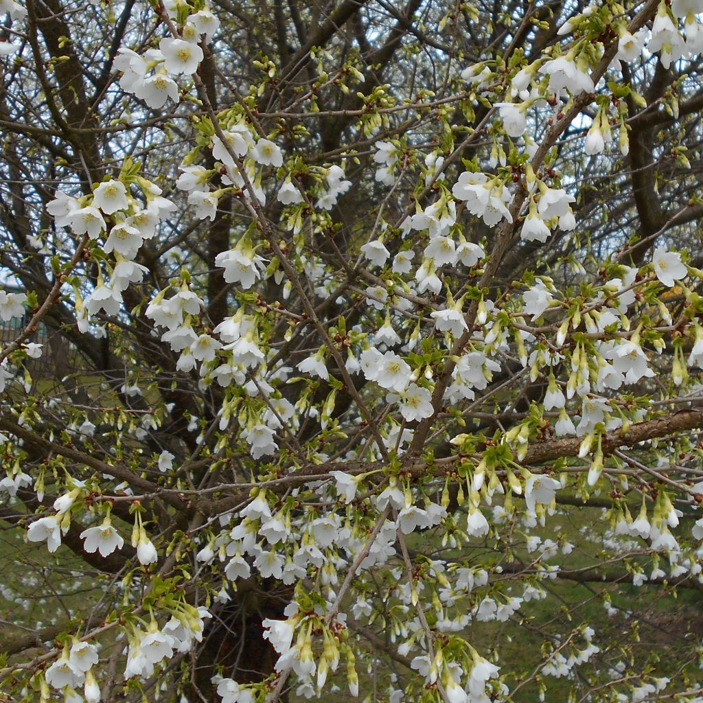 Fuji-Kirsche Yamadei - Prunus incisa