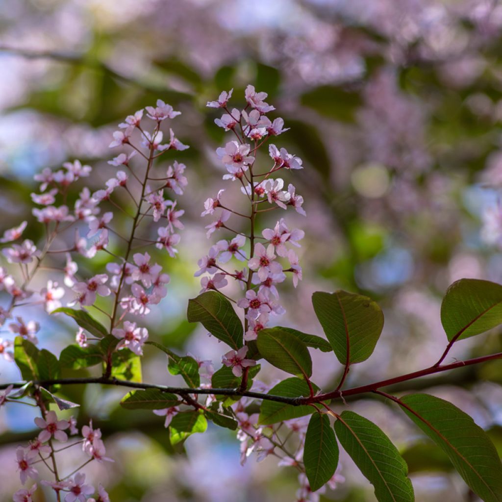 Gewöhnliche Trauben-Kirsche Colorata - Prunus padus