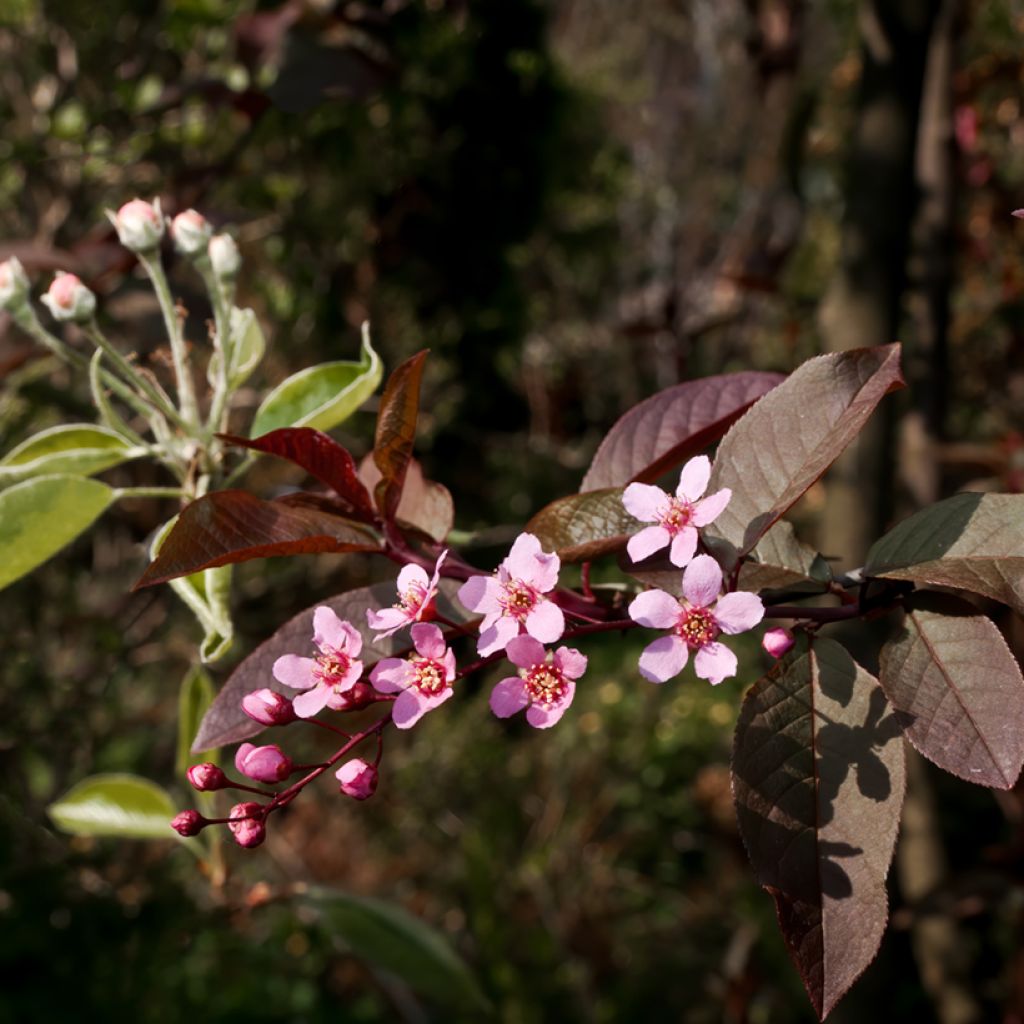 Gewöhnliche Trauben-Kirsche Colorata - Prunus padus