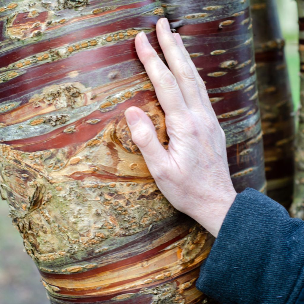 Mahagoni-Kirsche - Prunus serrula