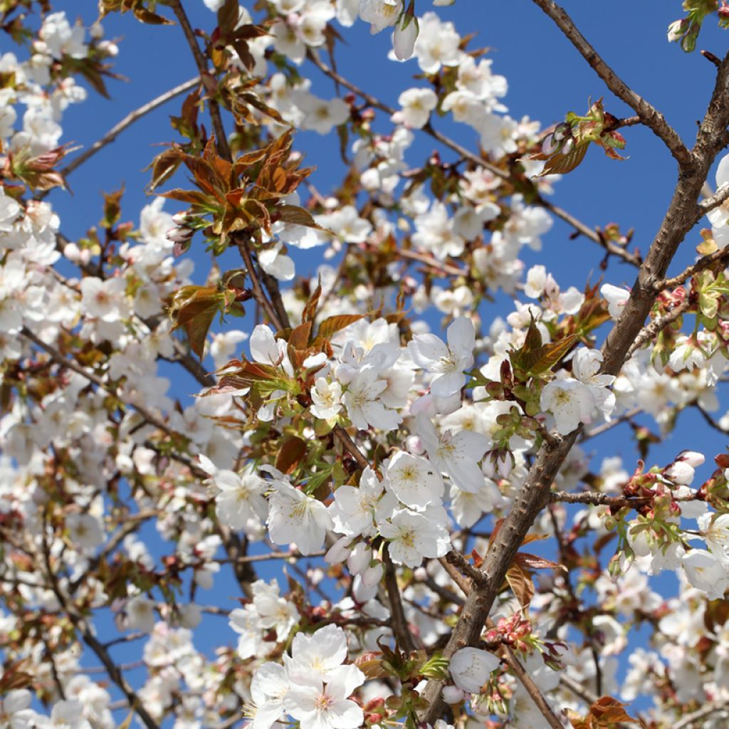 Zierkirsche Tai-haku - Prunus serrulata