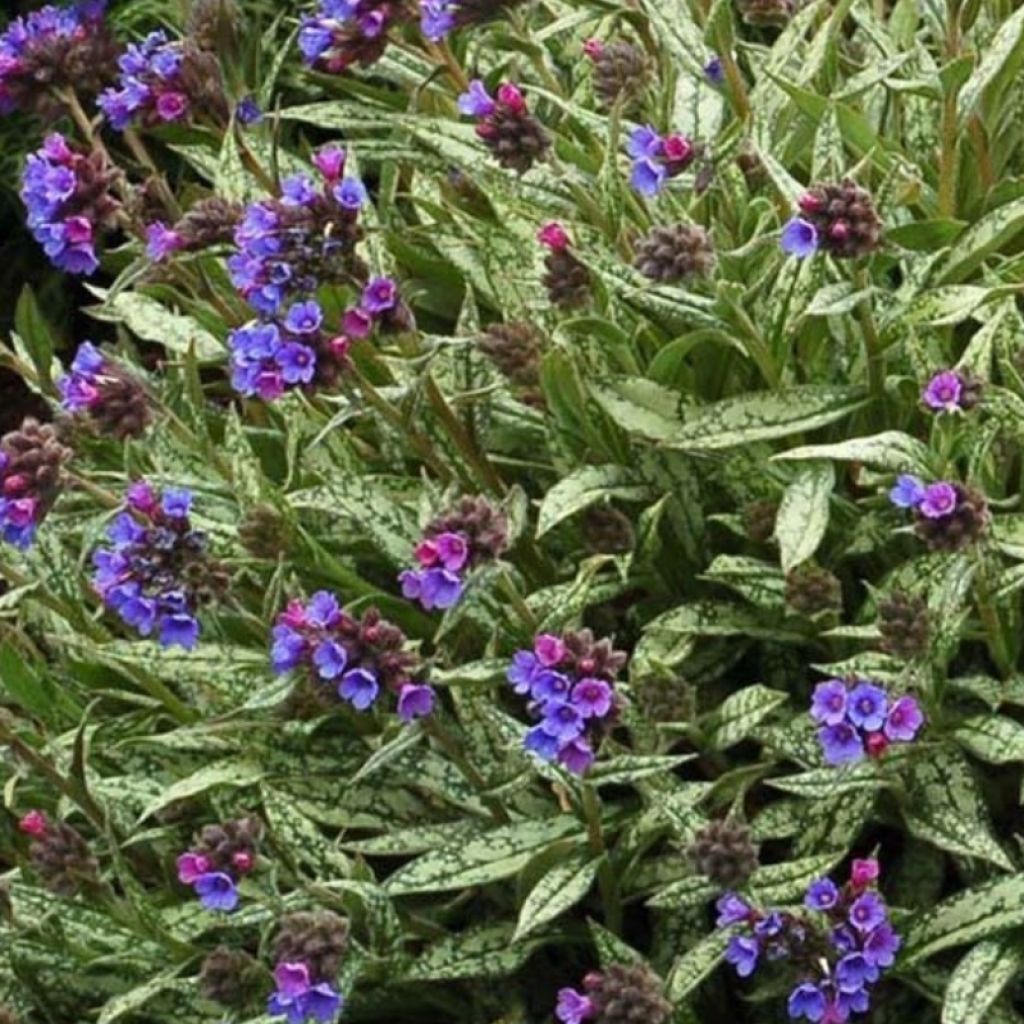 Langblättrige Lungenkraut - Pulmonaria longifolia subsp. cevennensis