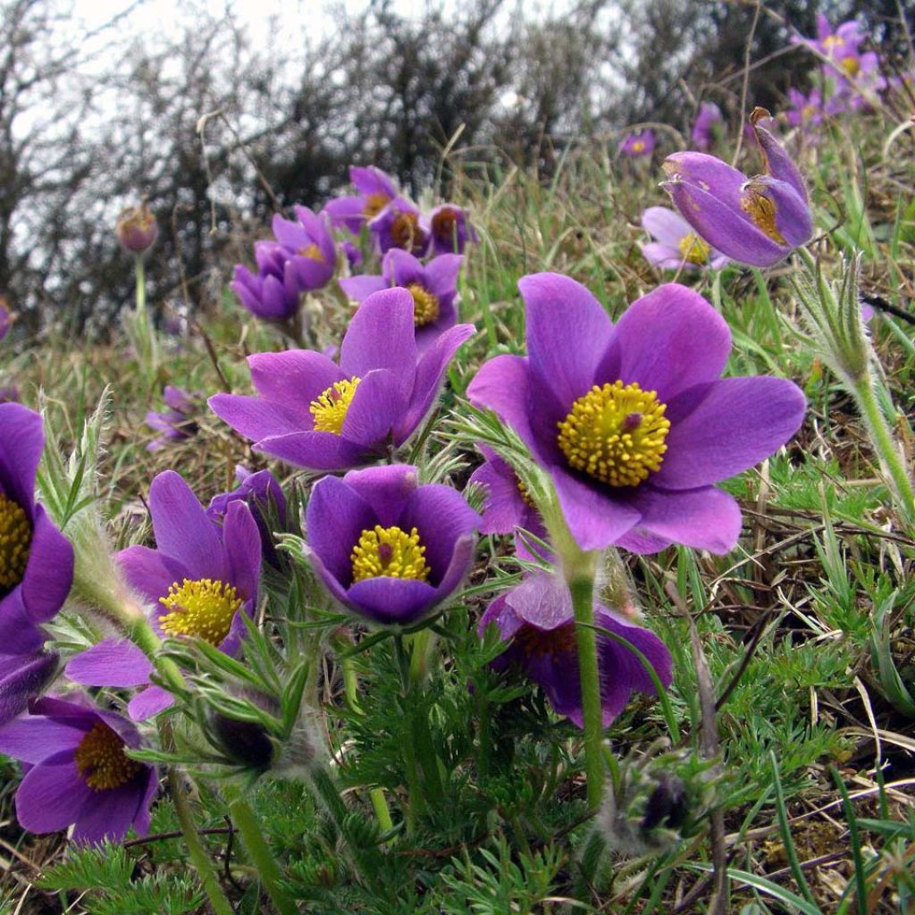 Küchenschelle Violet - Pulsatilla vulgaris