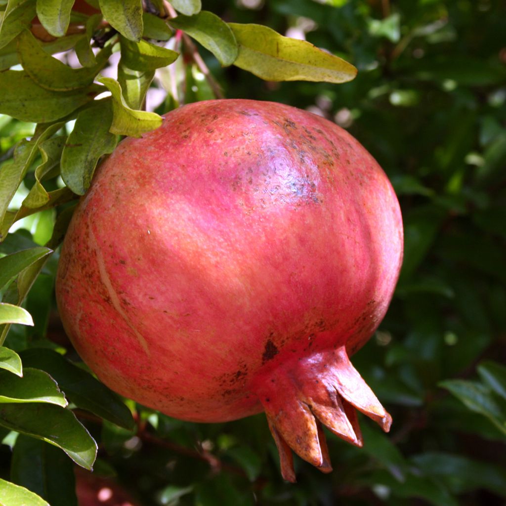 Punica granatum Kabylie - Granatapfelbaum