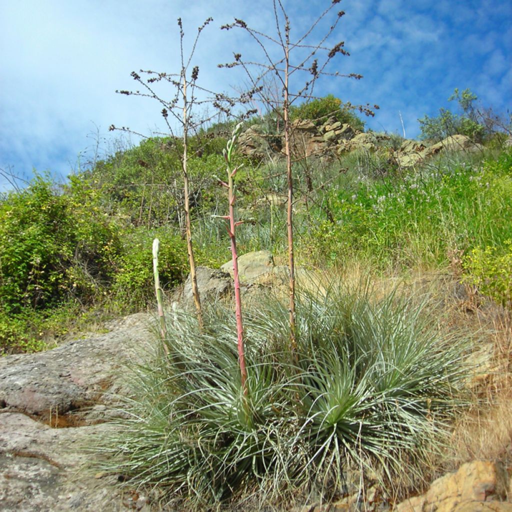 Puya coerulea Violacea - Puya Bromelie