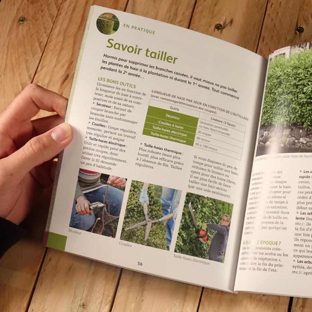 Quelle haie pour mon jardin ? Choix, plantation, entretien