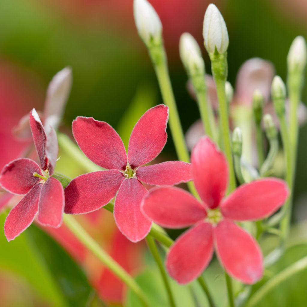 Quisqualis indica - Rangunschlinger