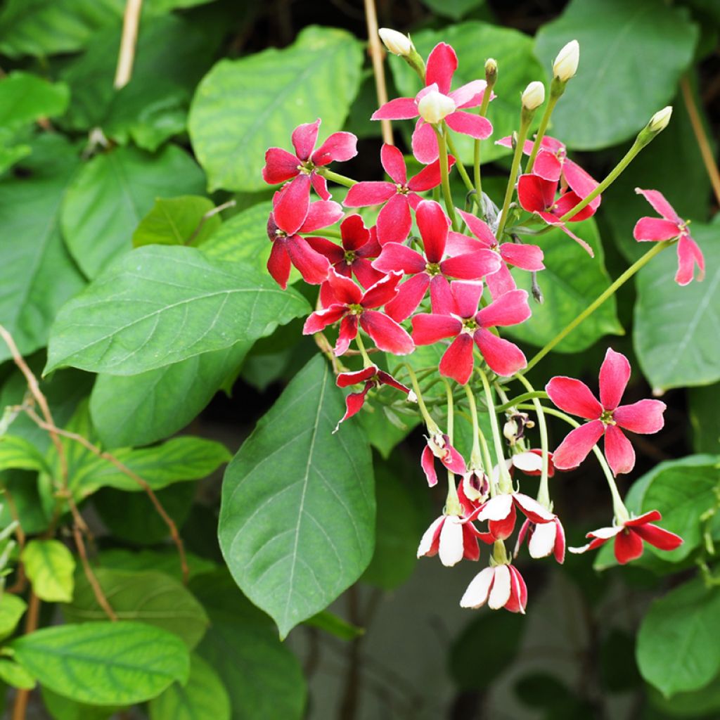 Quisqualis indica - Rangunschlinger