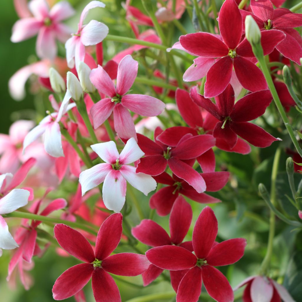 Quisqualis indica - Rangunschlinger