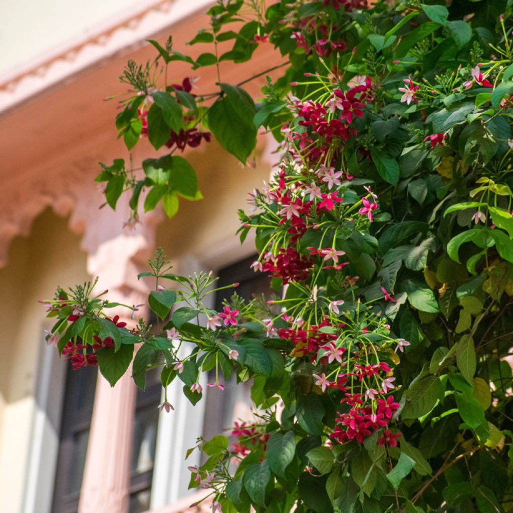 Quisqualis indica - Rangunschlinger