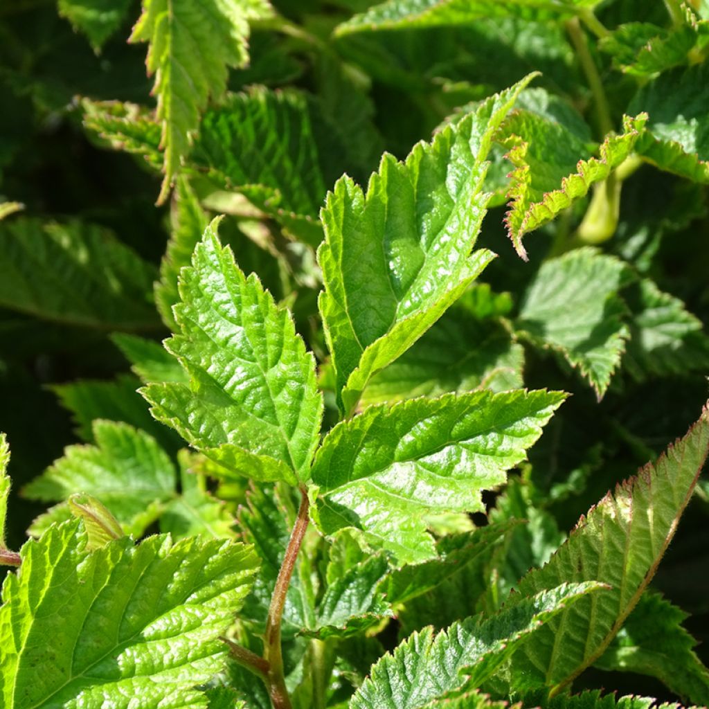 Rubus spectabilis Olympic Double - Pracht-Himbeere