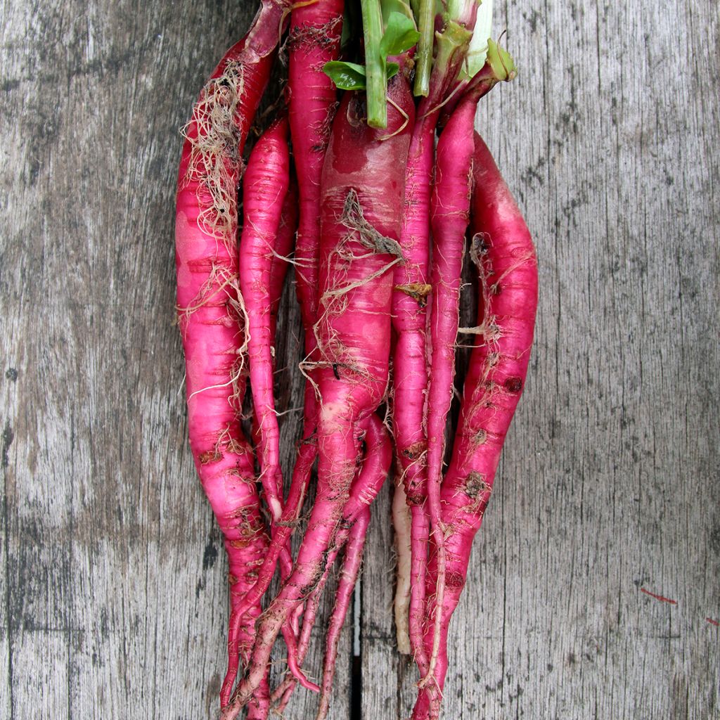 Rettich Candela di Fuoco