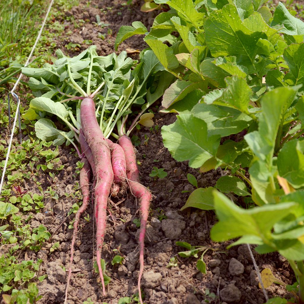 Rettich Candela di Fuoco