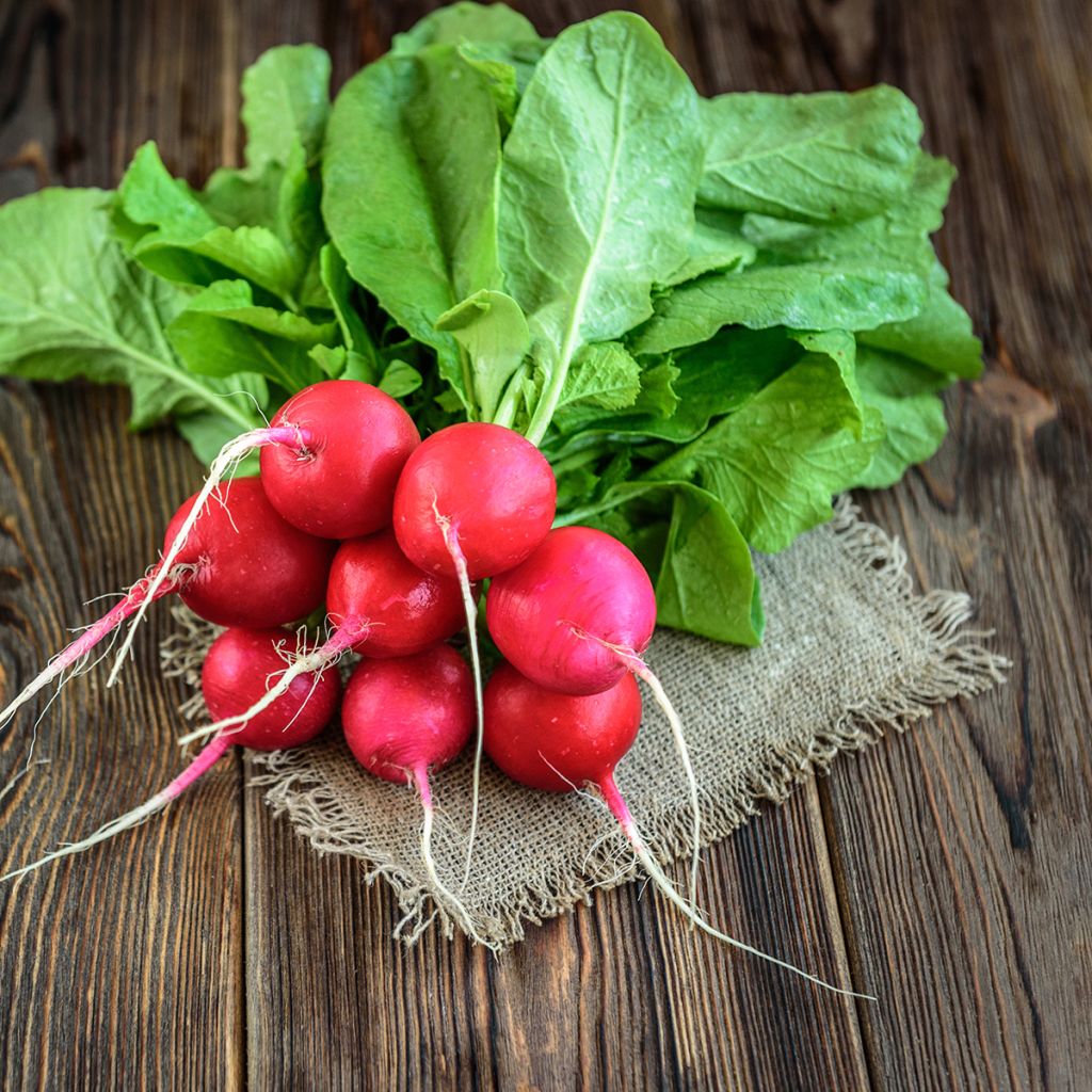 Rettich Cerise