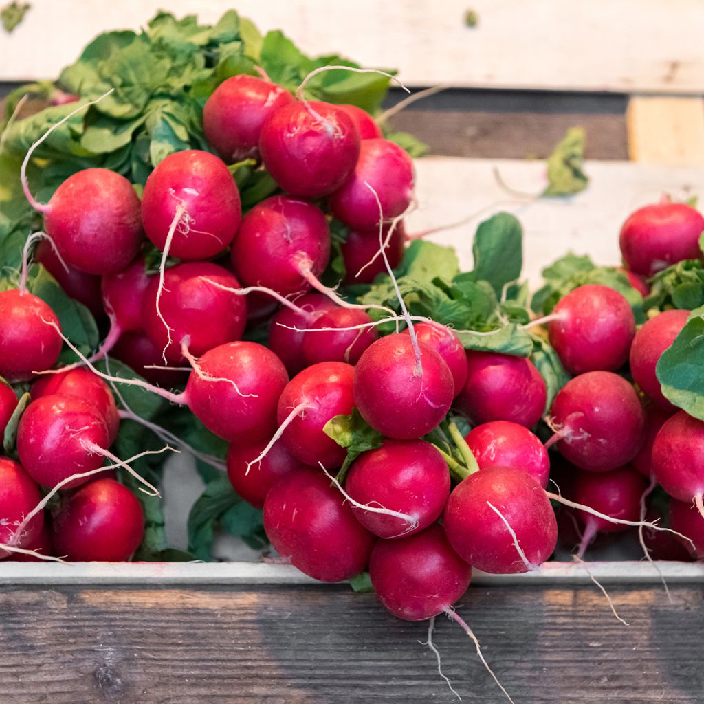 Rettich Cerise