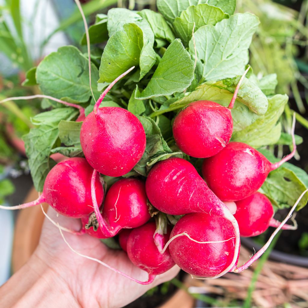 Rettich Cerise