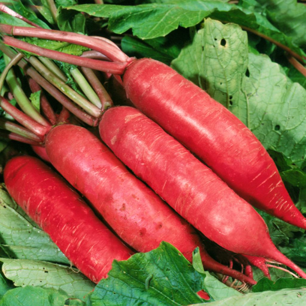 Rettich Chinese Dragon F1