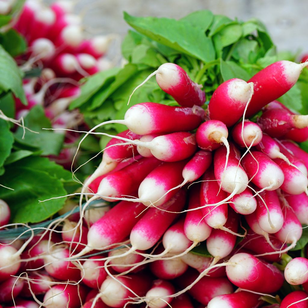 Rettich Breakfast Bio