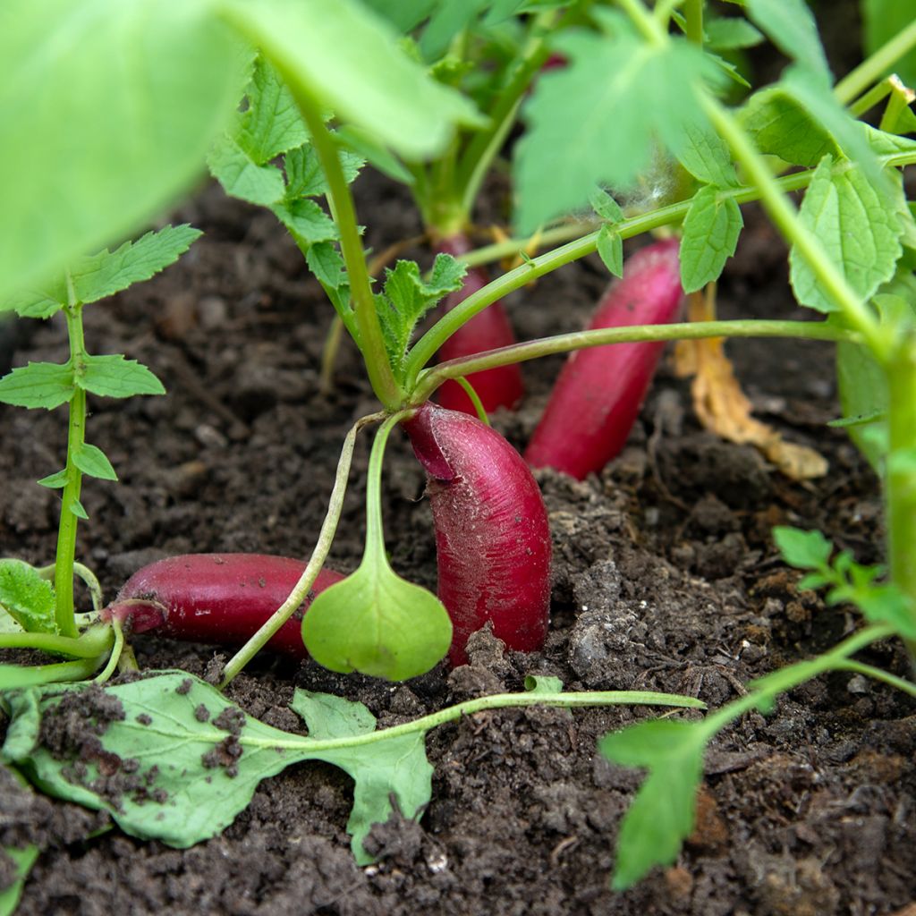 Rettich Breakfast Bio