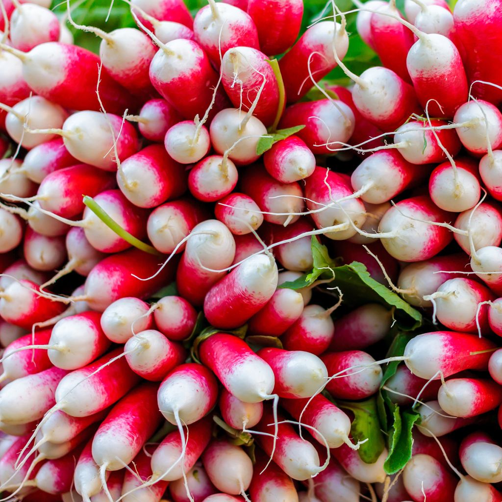 Rettich Breakfast Bio