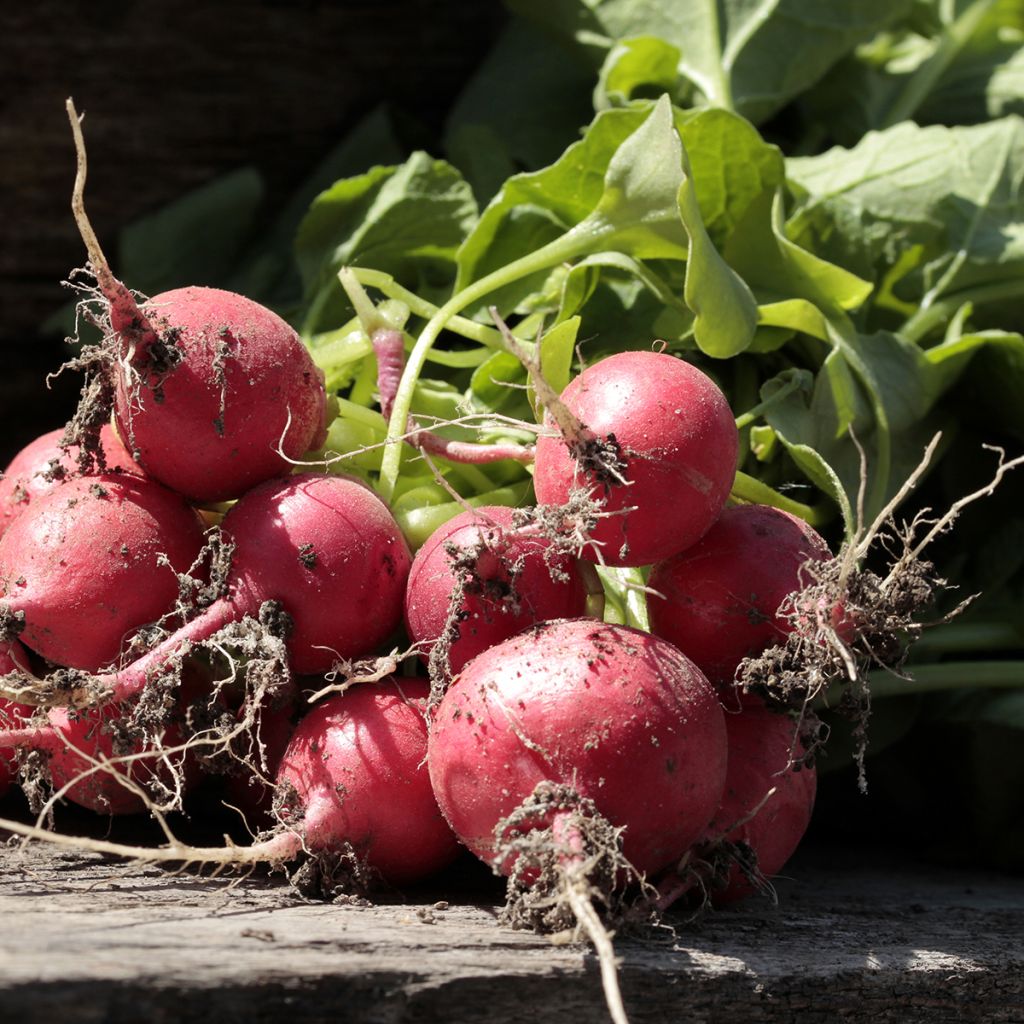 Rettich Géant Rouge - Riesenbutter
