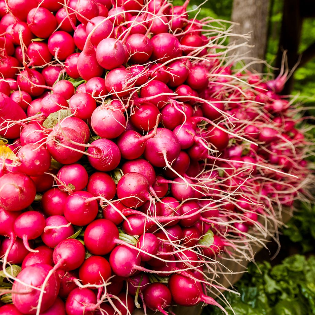 Rettich Géant Rouge - Riesenbutter