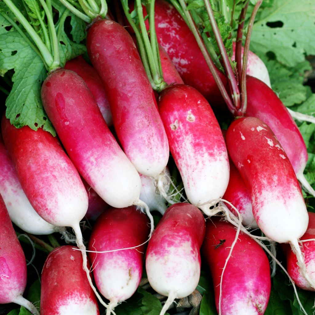 Rettich Kiva - Vilmorin