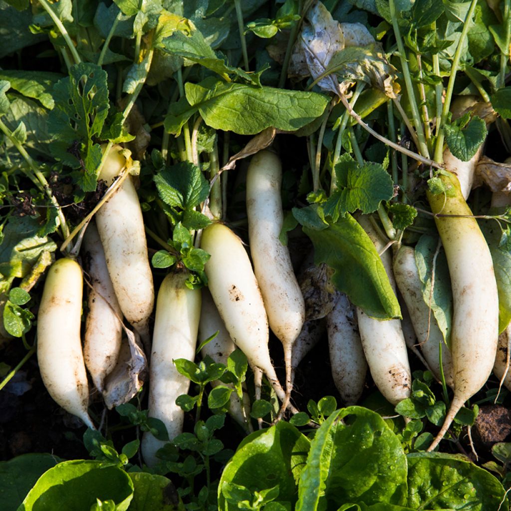 Rettich Mooli Neptune F1