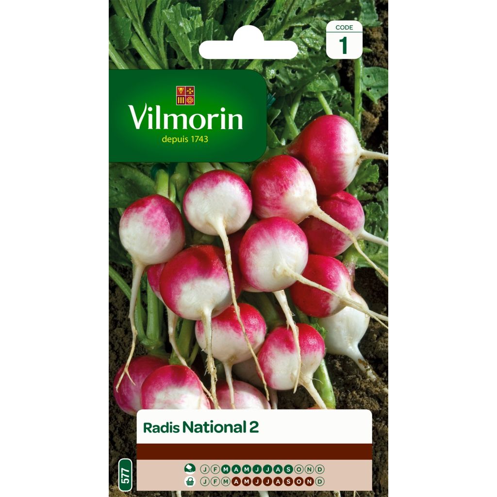 Rettich National 2 - Vilmorin