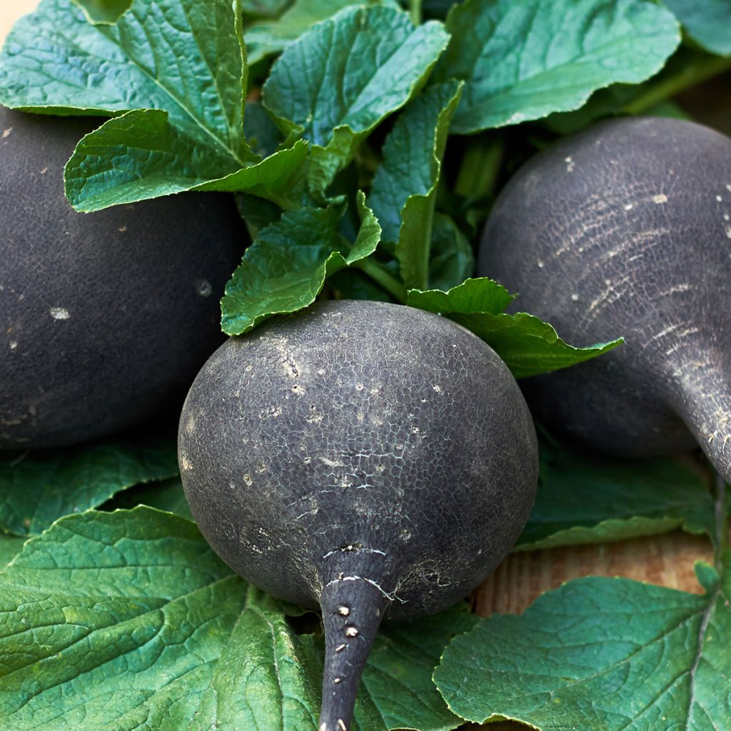 Rettich Noir Gros Rond d'Hiver