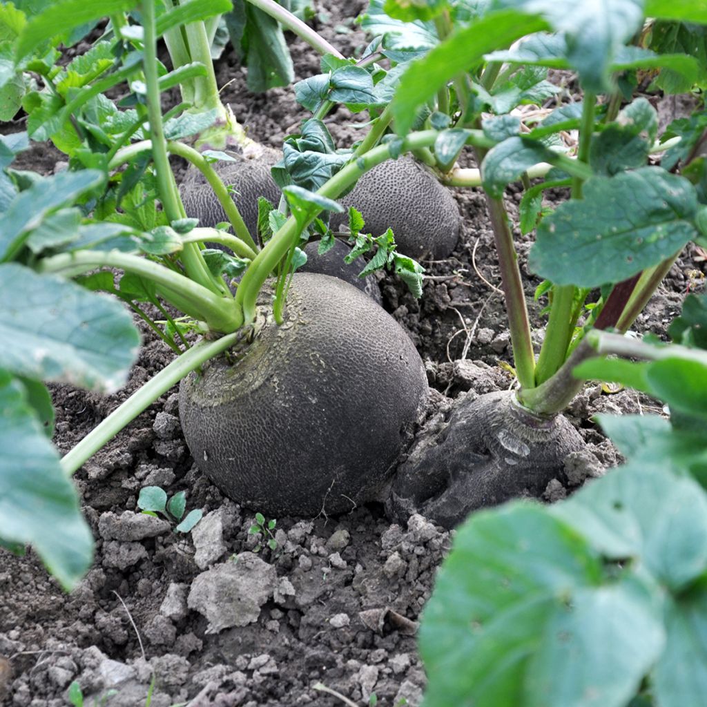 Rettich Noir Gros Rond d'Hiver