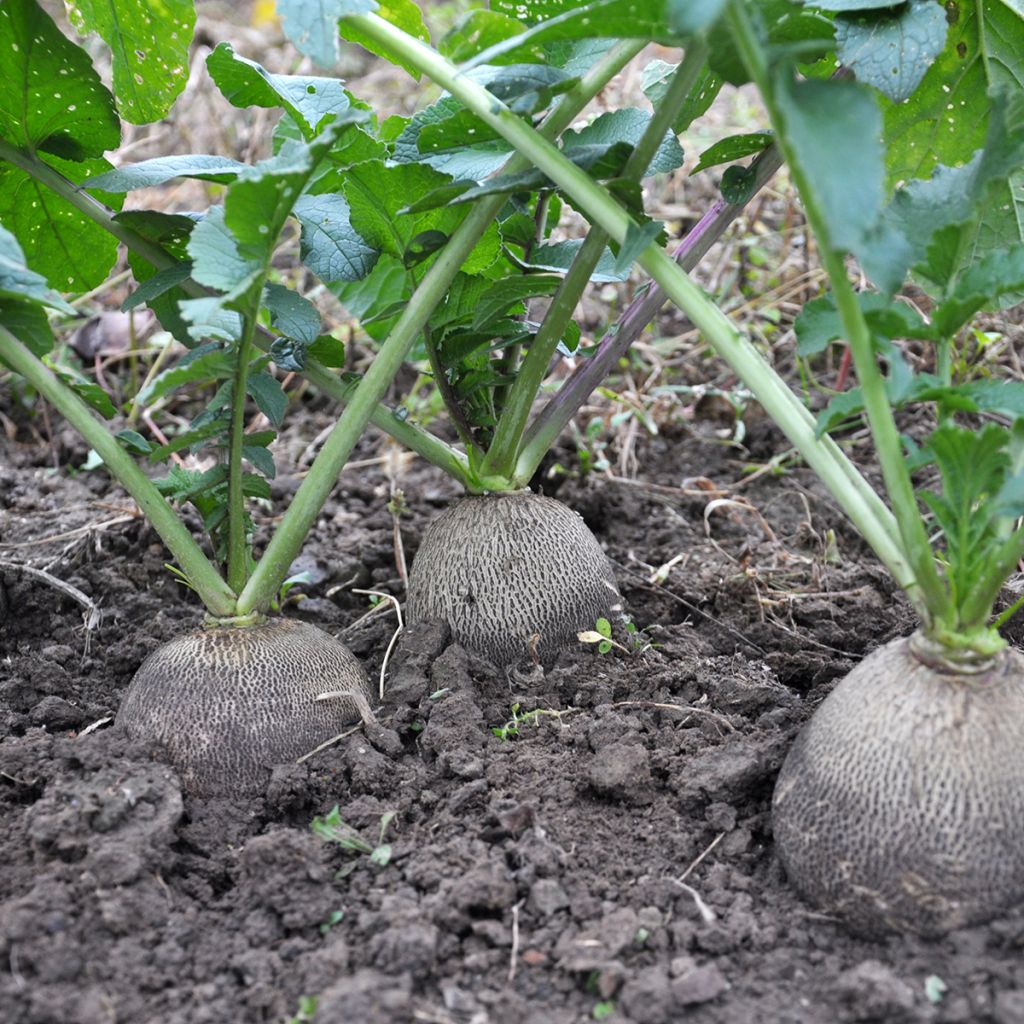 Rettich Noir Gros Rond d'Hiver