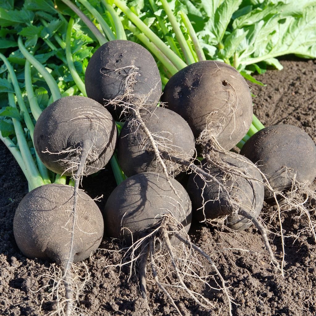 Rettich Noir Gros Rond d'Hiver