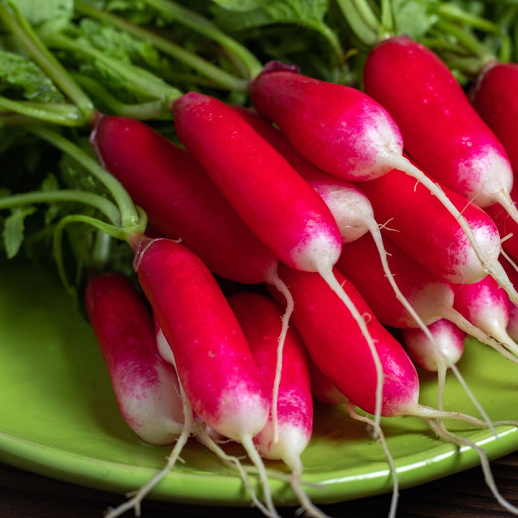 Rettich Pontvil - Vilmorin