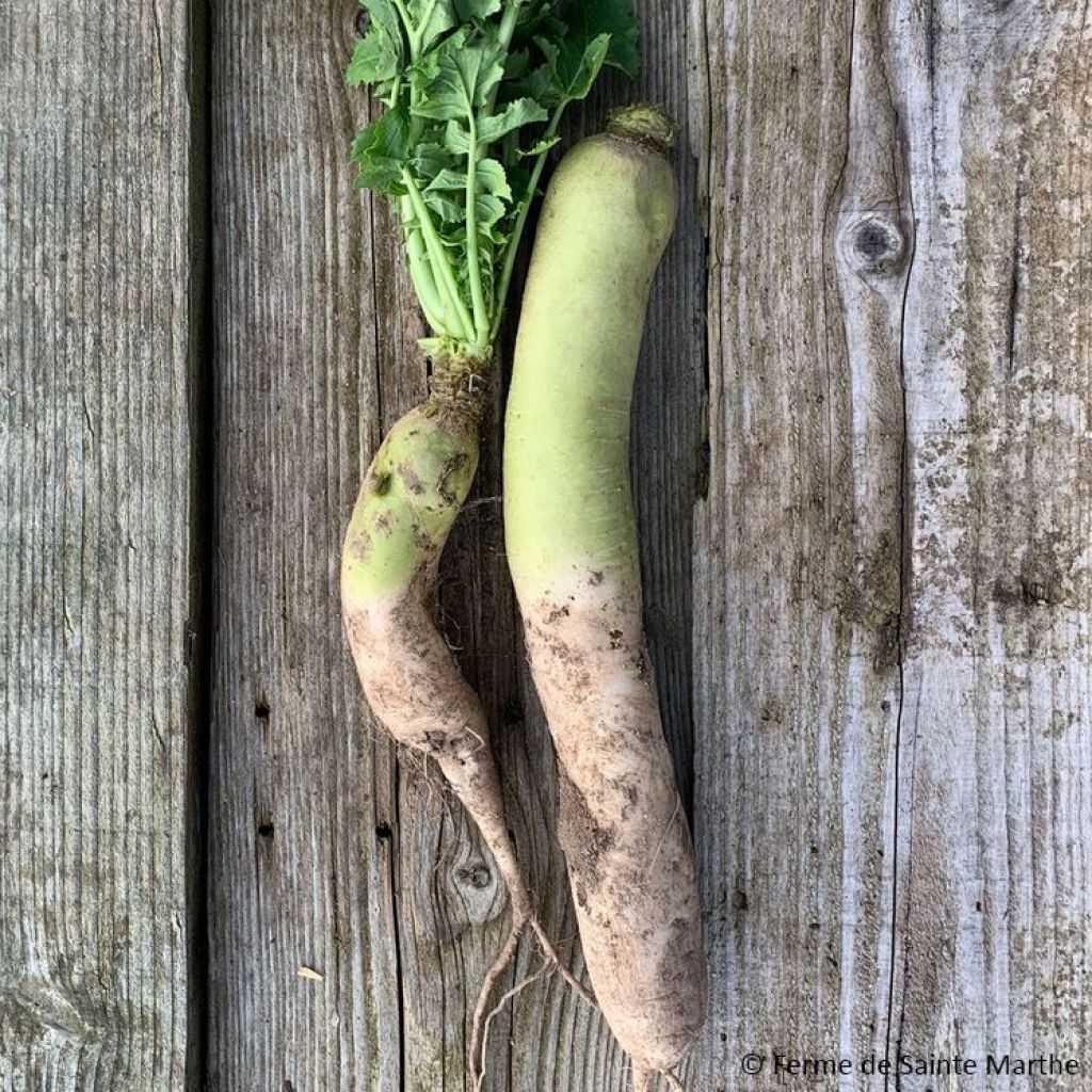 Rettich Daïkon Mino Early Bio