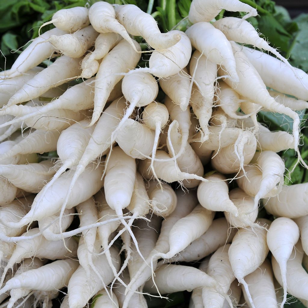 Rettich Rave blanche transparente